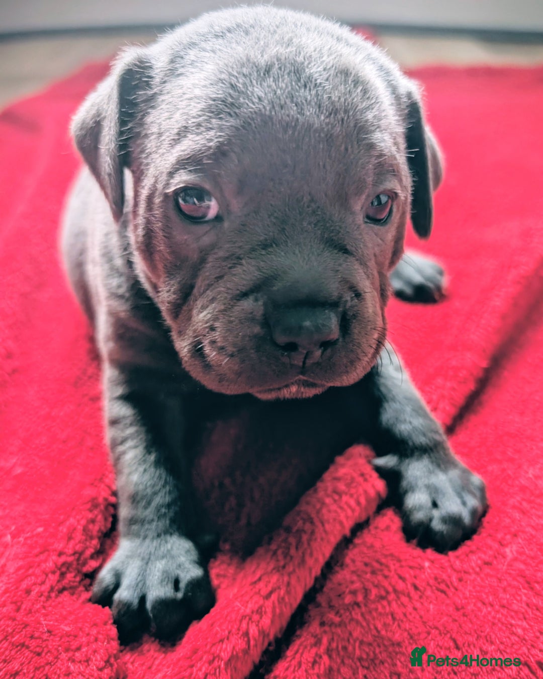 Staffordshire Bull Terrier dogs for sale: Blue Staffordshire bull terrier puppies  - Advert 4