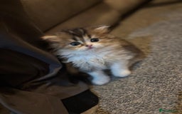 Scottish Fold cats for sale: TICA REGISTERED SCOTTISH BABIES  - Image 9