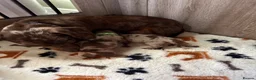 Miniature Dachshund dogs for sale: Two beautiful miniature dachshund marble puppies  - Advert 8