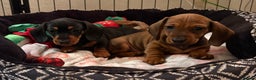 Miniature Dachshund dogs for sale: Vanitonia Miniature Smooth Dachshunds   - Advert 21