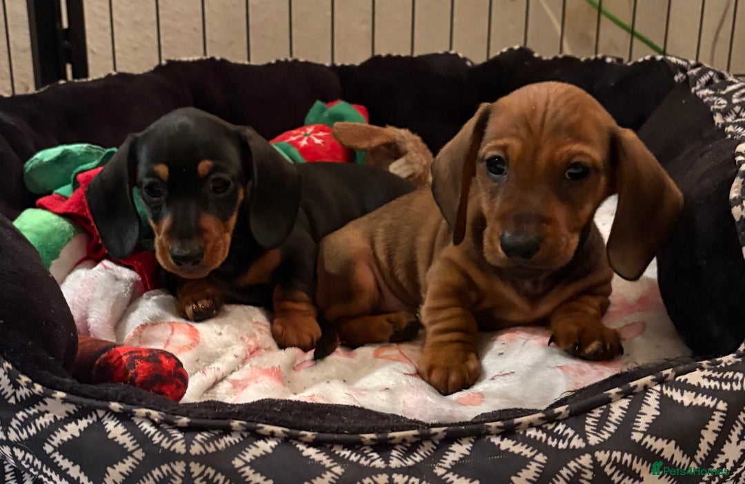 Miniature Dachshund dogs for sale: Vanitonia Miniature Smooth Dachshunds   - Advert 21