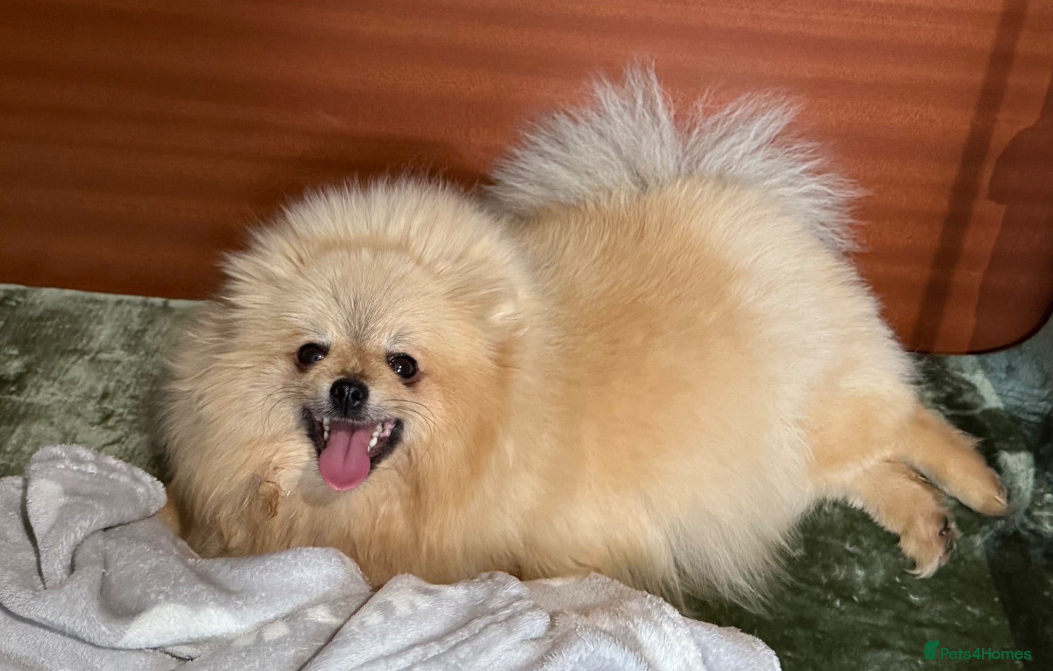 Pomeranian dogs for sale:  Rare colour Russian line Teddy Bear Pom Puppies ✨ - Advert 36