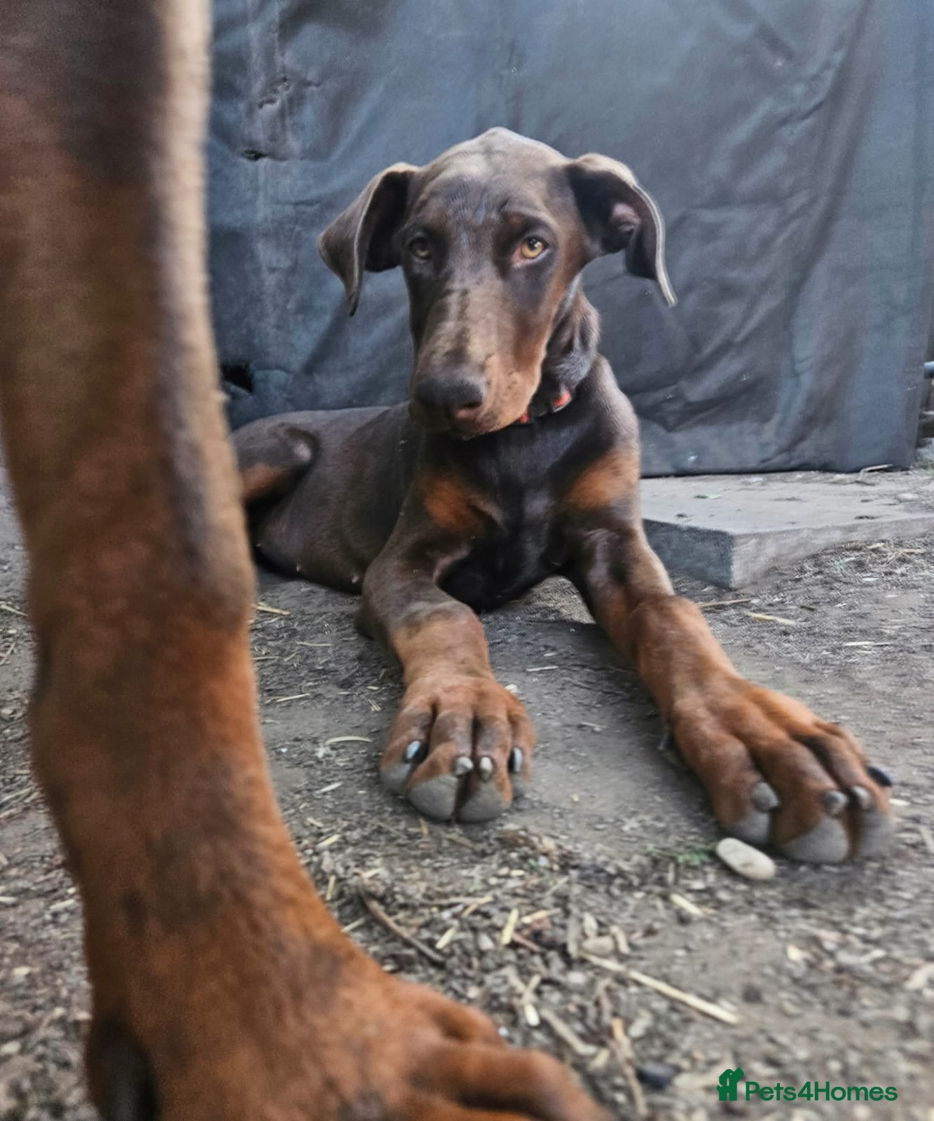 Dobermann dogs 🐕🐾 World Champion Bloodline female. 🏆 🐾 - Advert 2