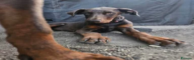 Dobermann Puppy 8