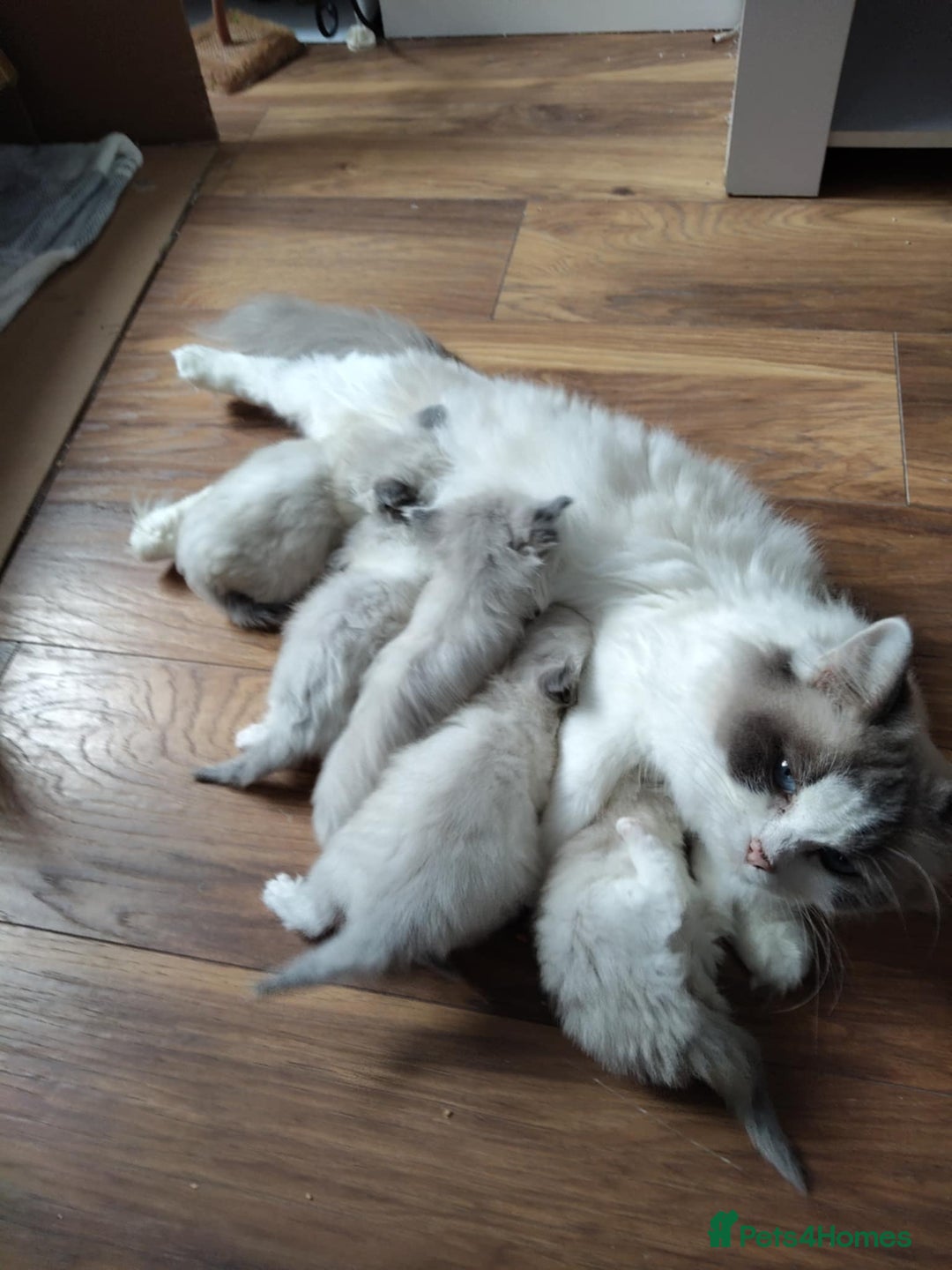 Ragdoll cats for stud: BEAUTIFUL BLUE POINT LARGE STUD RAGDOLL in Preston - Image 30