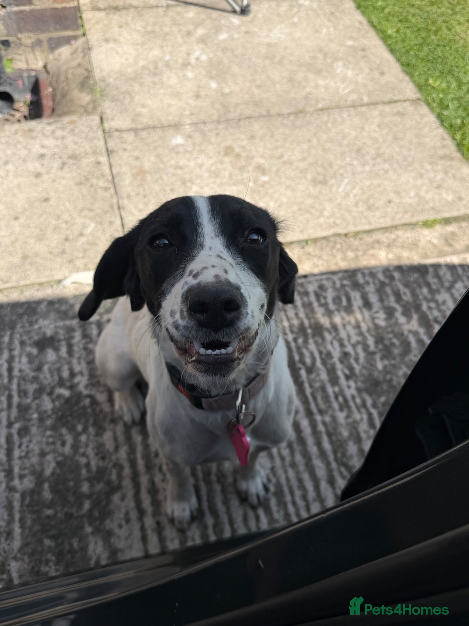 Springador dogs for sale: Female springador in Wigan - Advert 2