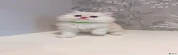 Persian cats for sale: 🐾 Stunning Pure Persian Kittens – Simba & Kovu 🐾 - Advert 18