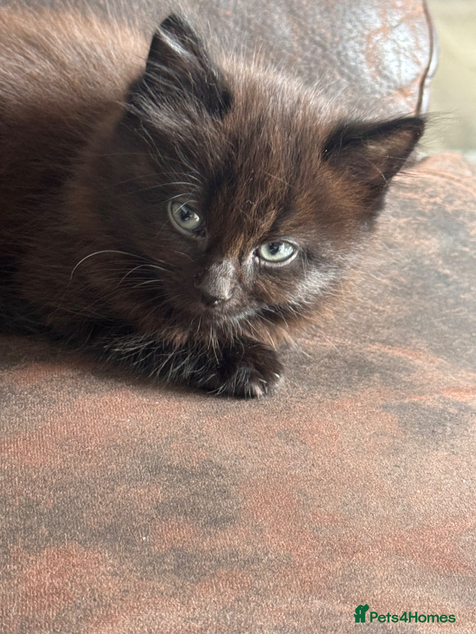 Mixed Breed cats Part ragdoll kittens  - Advert 15