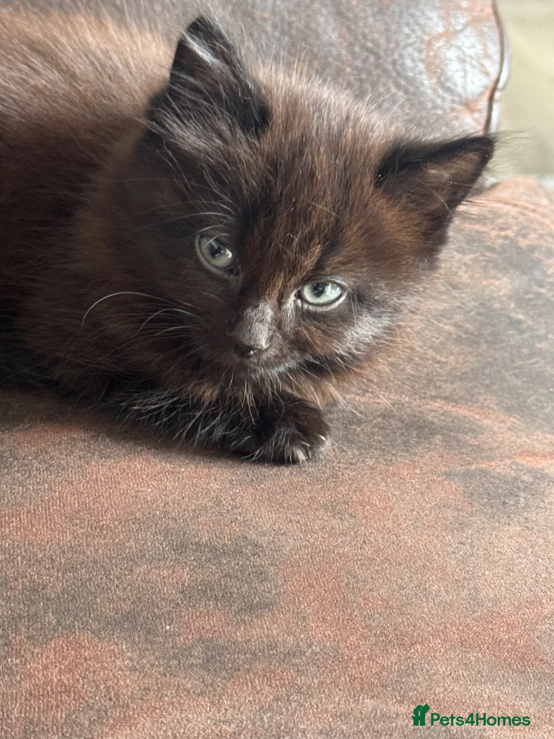 Mixed Breed cats for sale: Part ragdoll kittens  - Advert 1