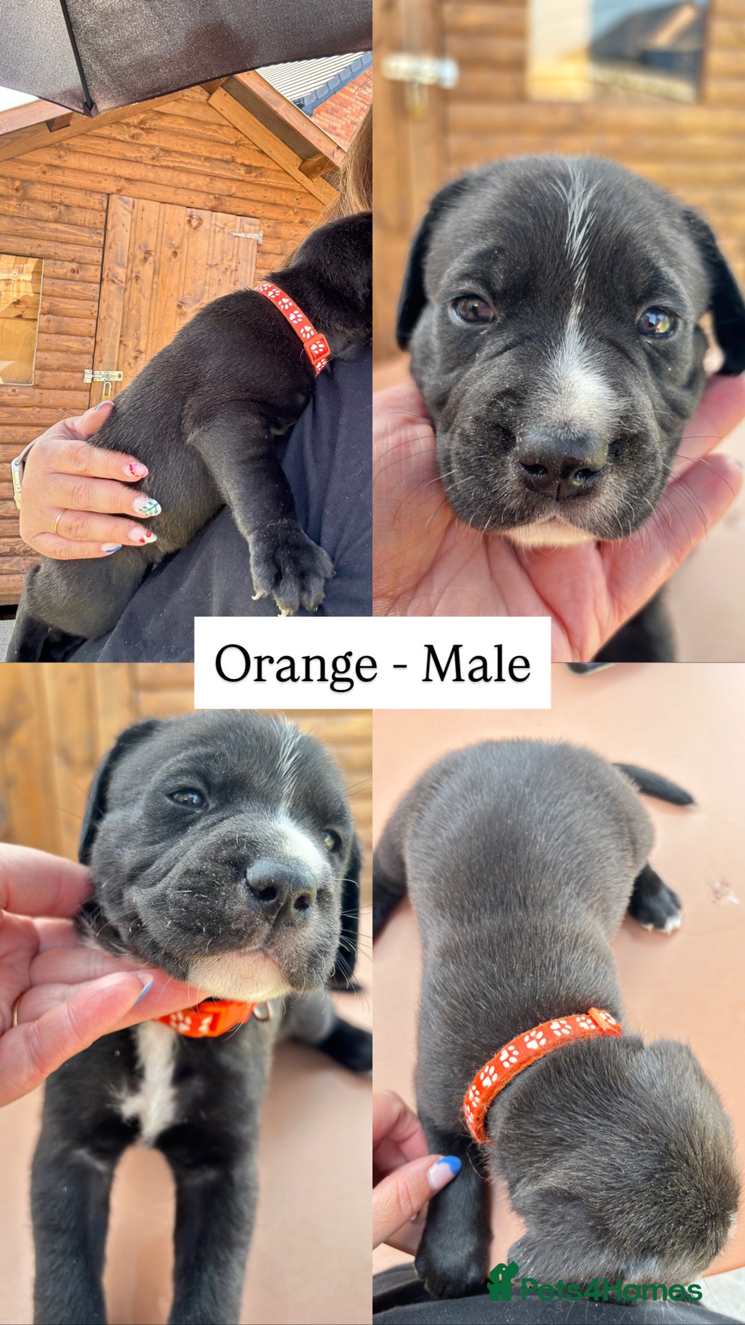 Mixed Breed dogs for sale: Labrador cross pups for sale (staffadors) - Image 2