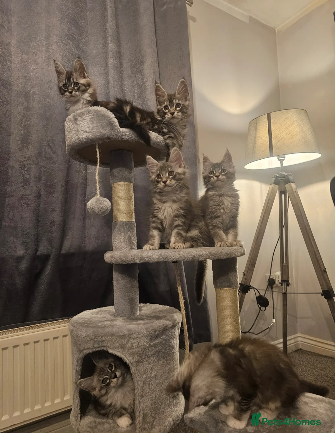 Maine Coon cats for sale: Champion bloodline maine coon kittens TICA - Advert 9