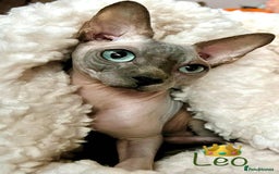Sphynx cats for stud: BOY FOR STUD !  - Image 1