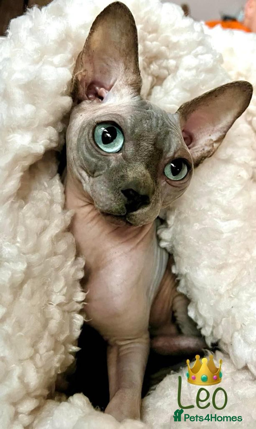 Sphynx cats for stud: BOY FOR STUD !  - Image 1