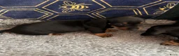 Jackshund dogs for sale: Stunning litter of jackshounds  in Cambridge - Advert 12