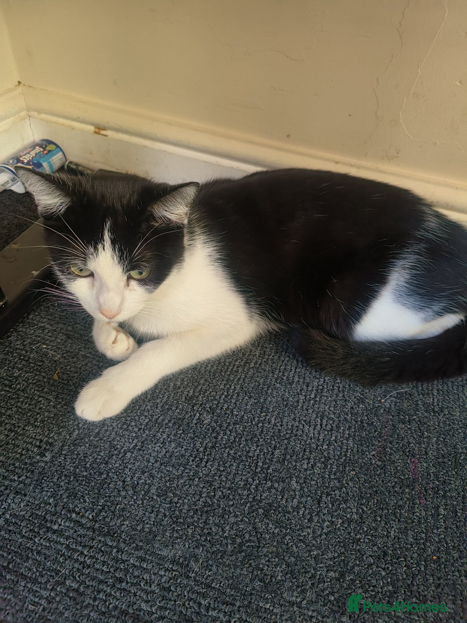 Mixed Breed cats Mixed breed kittens - Advert 1