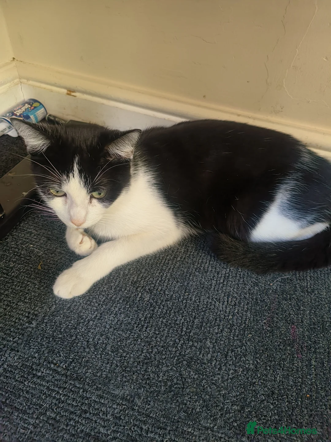 Mixed Breed cats for sale: Mixed breed kittens - Advert 2