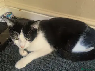 Mixed Breed cats Mixed breed kittens - Advert 1