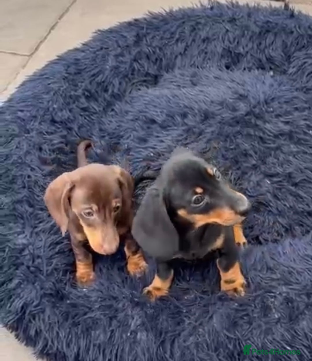Miniature Dachshund dogs for sale: Mini dachshund smooth 1 choc&tan boy available  - Image 39