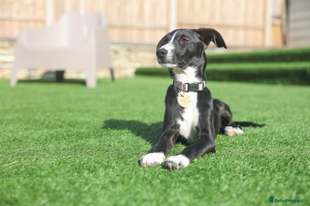 Mixed Breed dogs for adoption: Delightful Dolly - Image 27