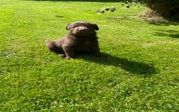 Borador dogs for sale: Lab x collie puppies  - Image 5