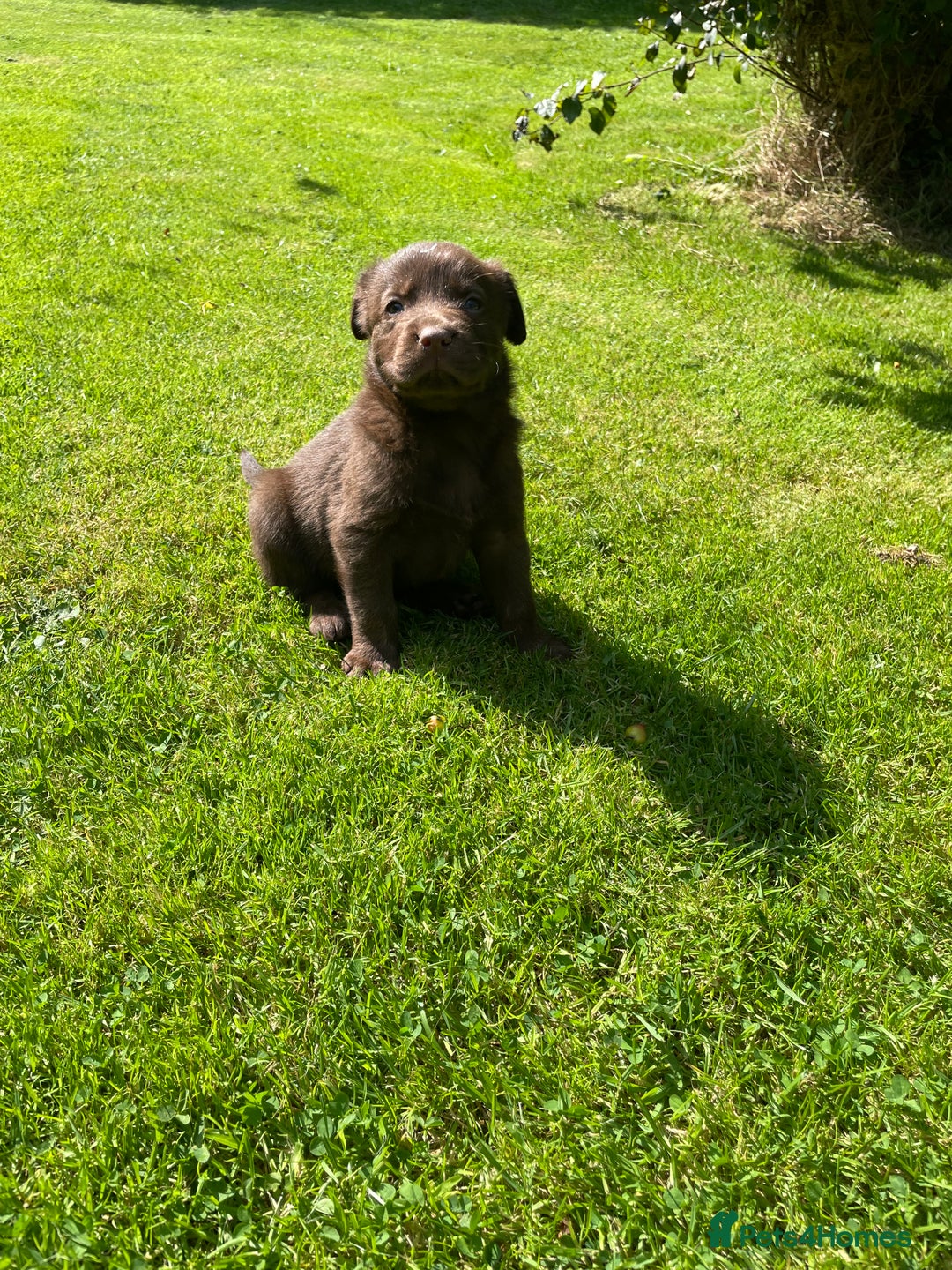 Borador dogs for sale: Lab x collie puppies  - Image 5