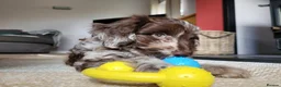 Cockapoo dogs for sale: 10 month old Cockapoo  in Crediton - Advert 16