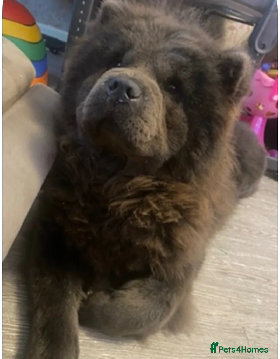 Chow Chow dogs for sale: Aria chow chow  in Birkenhead - Advert 2