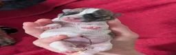 Mixed Breed dogs for sale: Mixed Breed Puppies  in Ashford - Advert 19