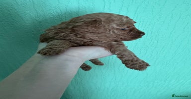 Toy Poodle dogs - Advert 15