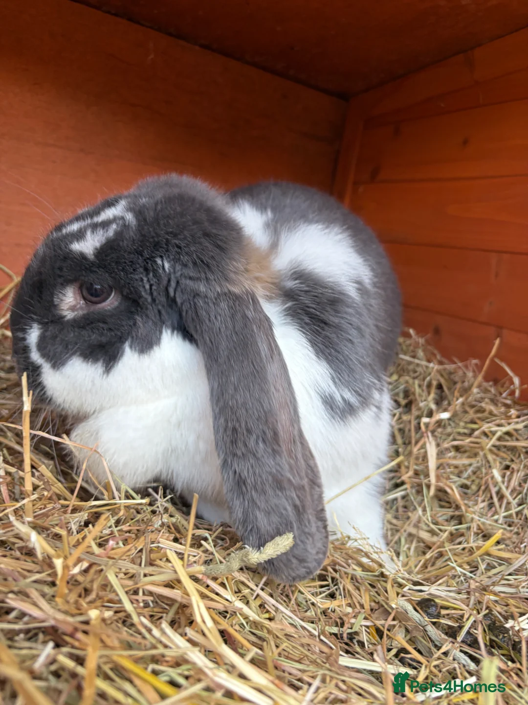 French Lop rabbits for sale: Pure breed giant French lop bunnies for sale 🐰 - Advert 2