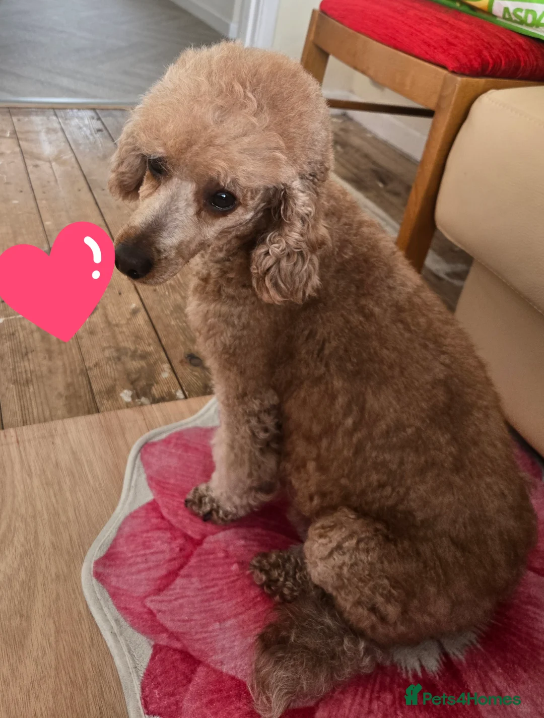 Miniature Poodle dogs for sale: Mini poodle ❤️ in Bourne - Advert 2