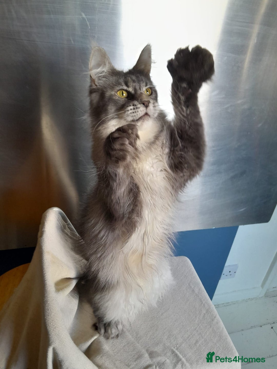 Maine Coon cats for sale: black silver ticked polydactyl girl MaineCoon TICA - Advert 4