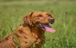 Labrador Retriever dogs for sale: HEALTH TESTED CHAMPIONSHIP PEDIGREE BLACK LABRADOR - Image 6