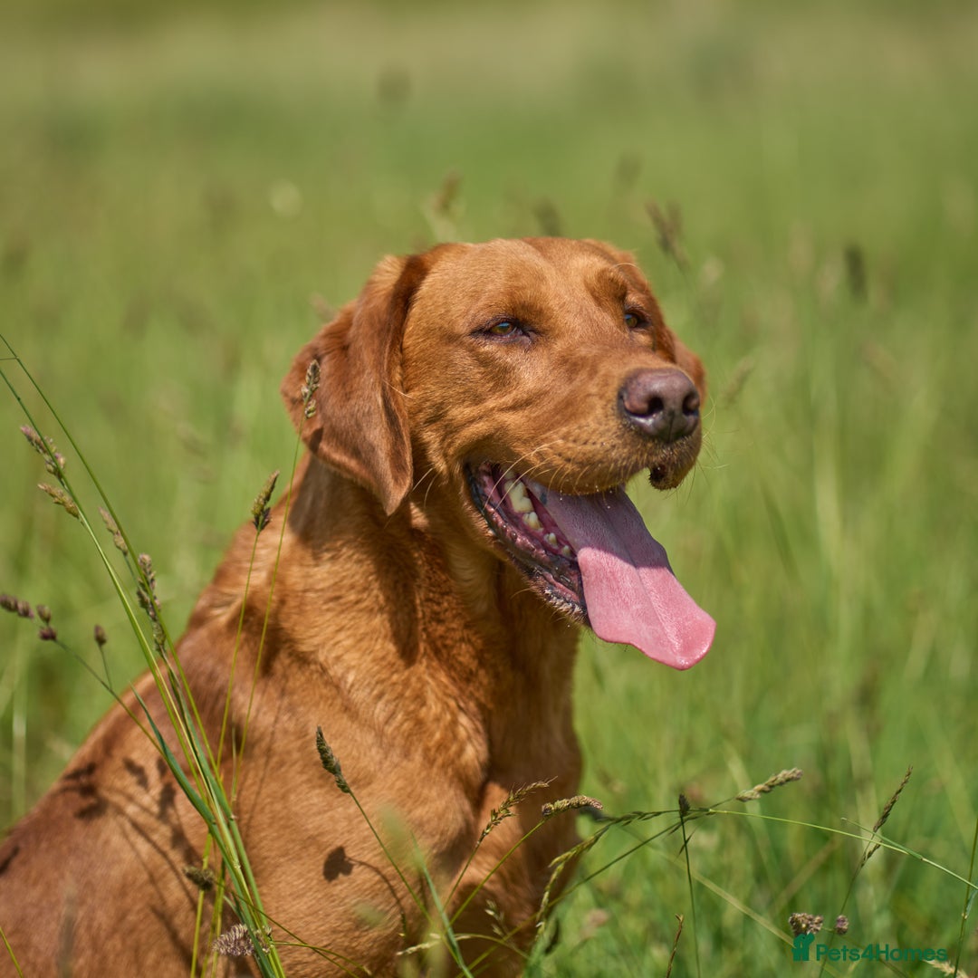 Labrador Retriever dogs for sale: HEALTH TESTED CHAMPIONSHIP PEDIGREE BLACK LABRADOR - Image 6