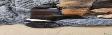Mixed Breed 5