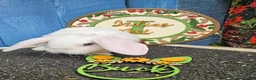 Mini Lop rabbits for sale: Mini Plush Lops - Suffolk - Advert 9