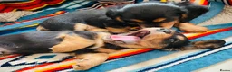 Miniature Dachshund dogs for sale: Black&Tan Puppies Looking for Their Forever Homes! - Advert 12