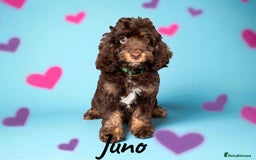 Cockapoo dogs for sale: ⭐️REDUCED⭐️ chocolate tri colour DNA clear F1 - Image 1