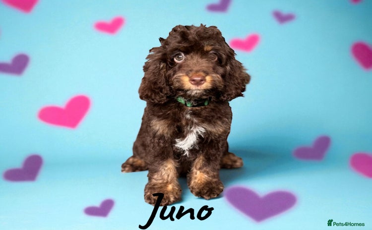 Cockapoo dogs - Advert 10