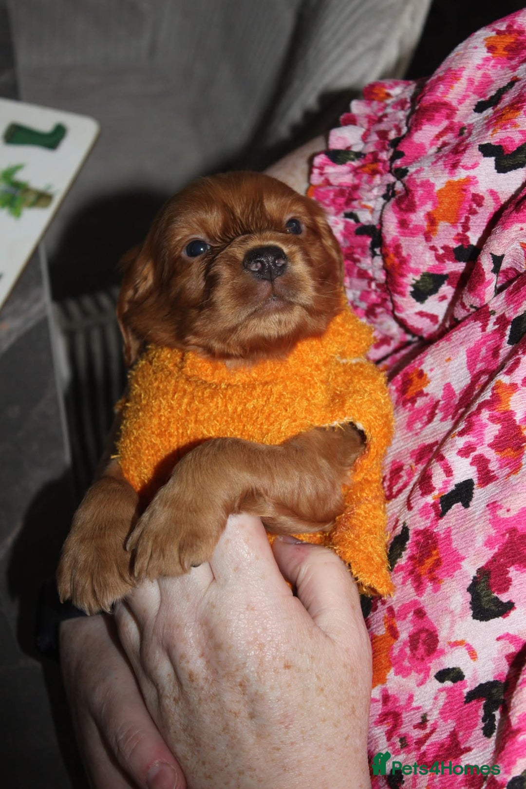Cocker Spaniel dogs for sale: Cocker spaniel puppies - Image 6
