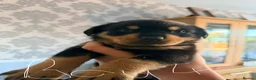 Rottweiler dogs for sale: Tilly’s puppies  - Advert 4