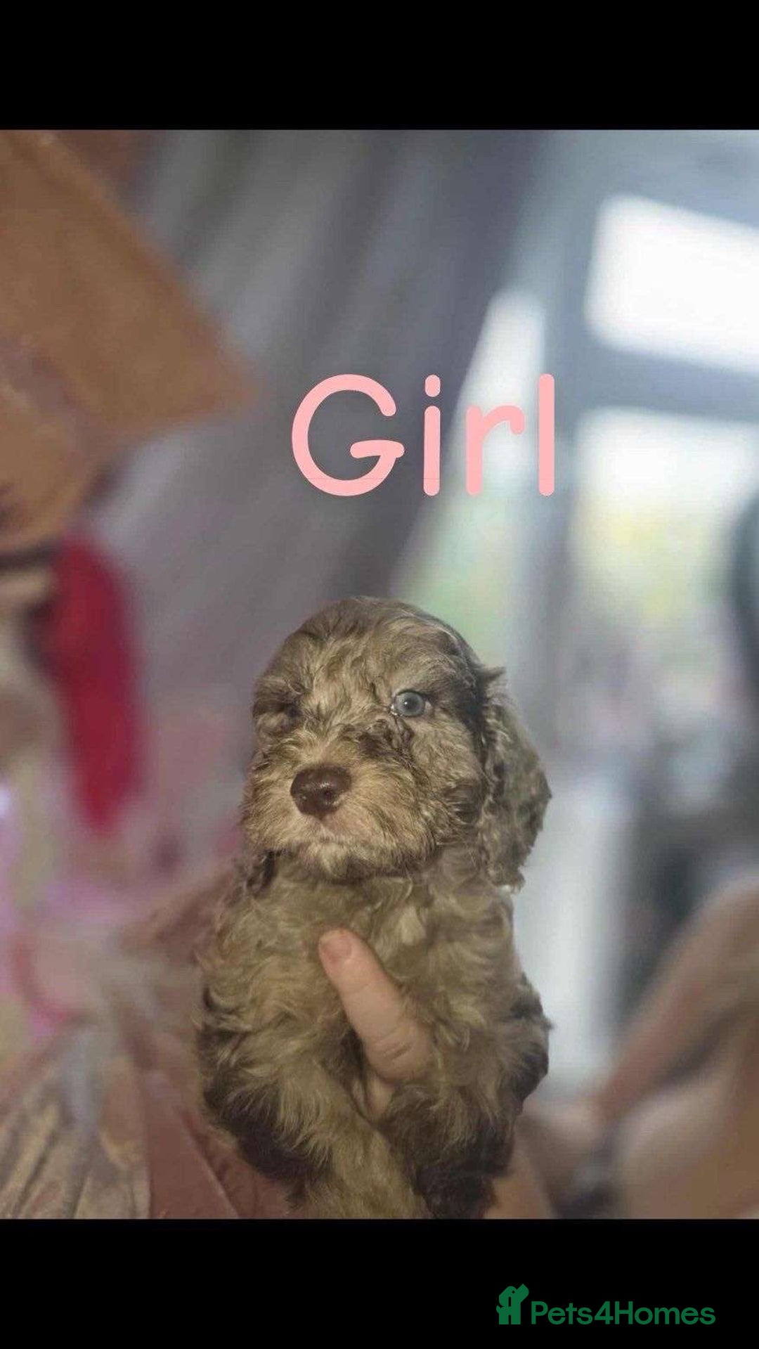 Cockapoo dogs for sale: 8 beautiful F1 cockerpoos. 6 weeks old - Advert 11