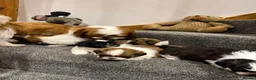 Shih Tzu dogs for sale: Late Summer Shihtzu Puppies - Advert 16