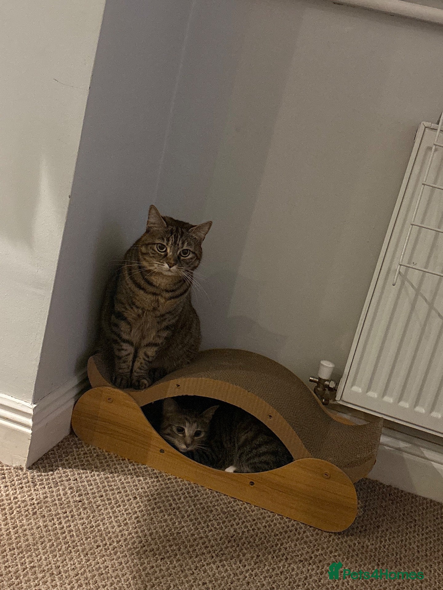 Mixed Breed cats Heartbreaking rehoming for my two girls 😞  - Advert 14