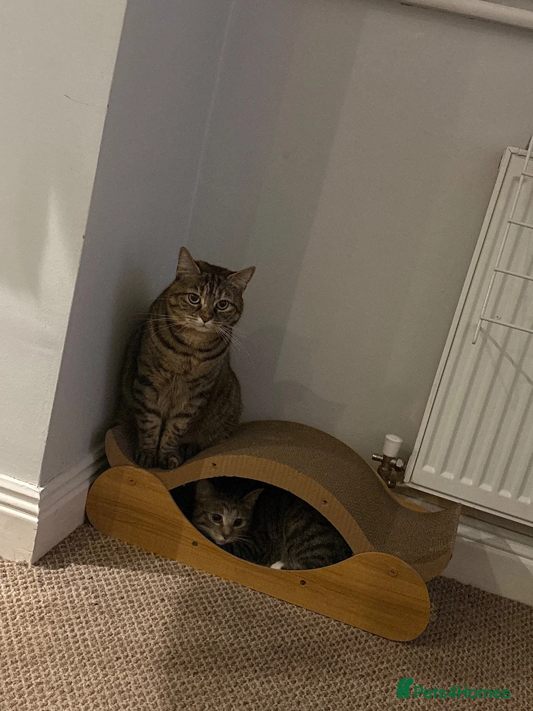 Mixed Breed cats for sale: Heartbreaking rehoming for my two girls 😞  in Altrincham - Advert 1
