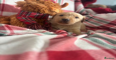 Labrador Retriever dogs Health Tested Perfect chunky Labrador Puppies - Advert 15