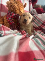 Labrador Retriever dogs Health Tested Perfect chunky Labrador Puppies - Advert 1