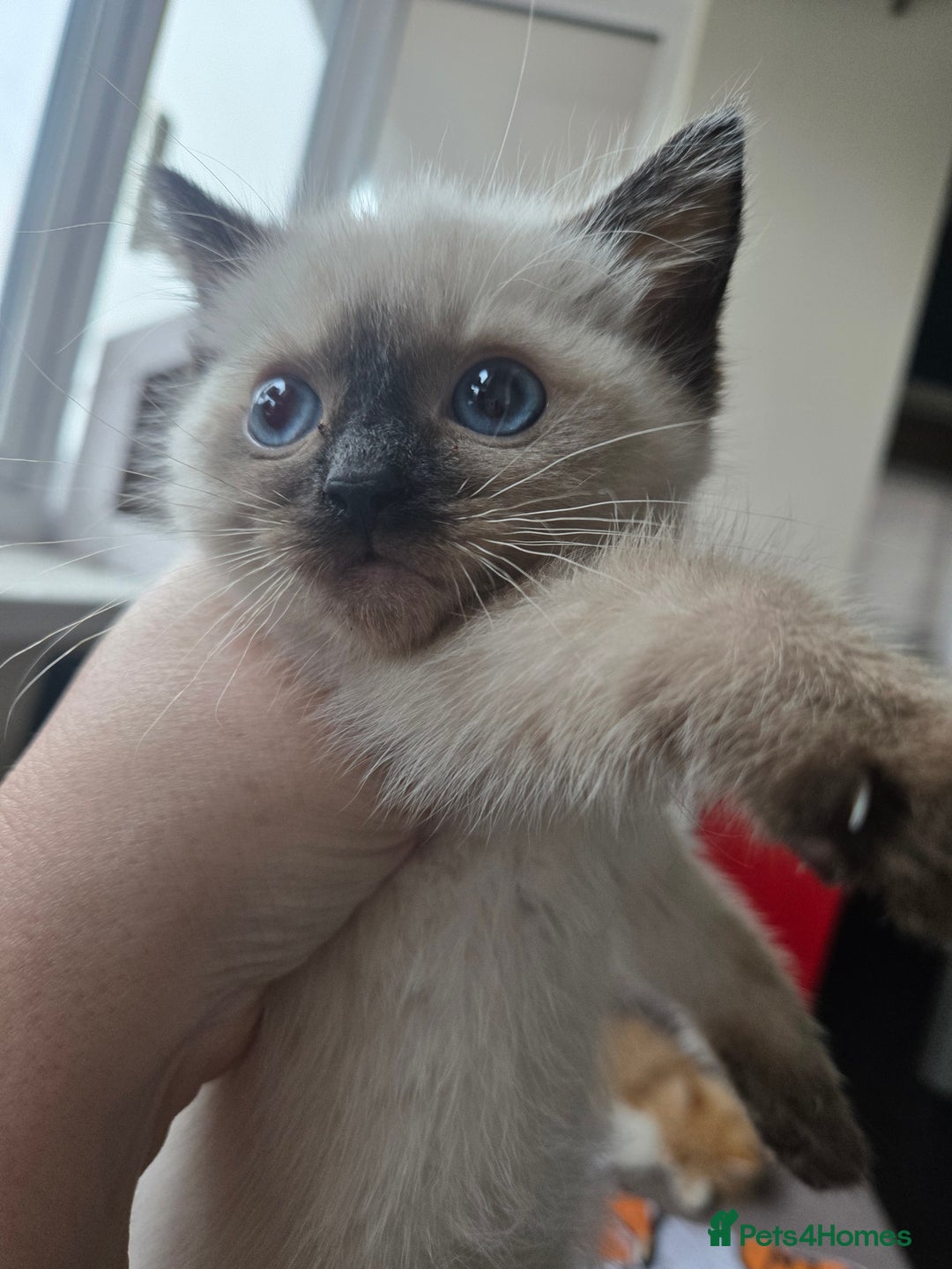 Ragdoll cats for sale: ☯️ Beautiful Yin/Yang pair of ragdoll crosses ☯️ - Advert 14