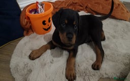 Rottweiler dogs for sale: KC Rottweiler Puppies - Image 14