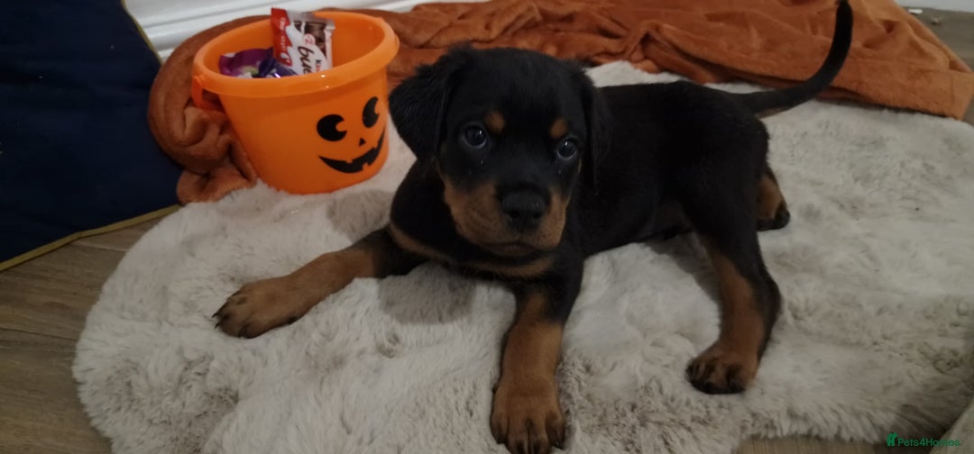 Rottweiler dogs for sale: KC Rottweiler Puppies - Image 14
